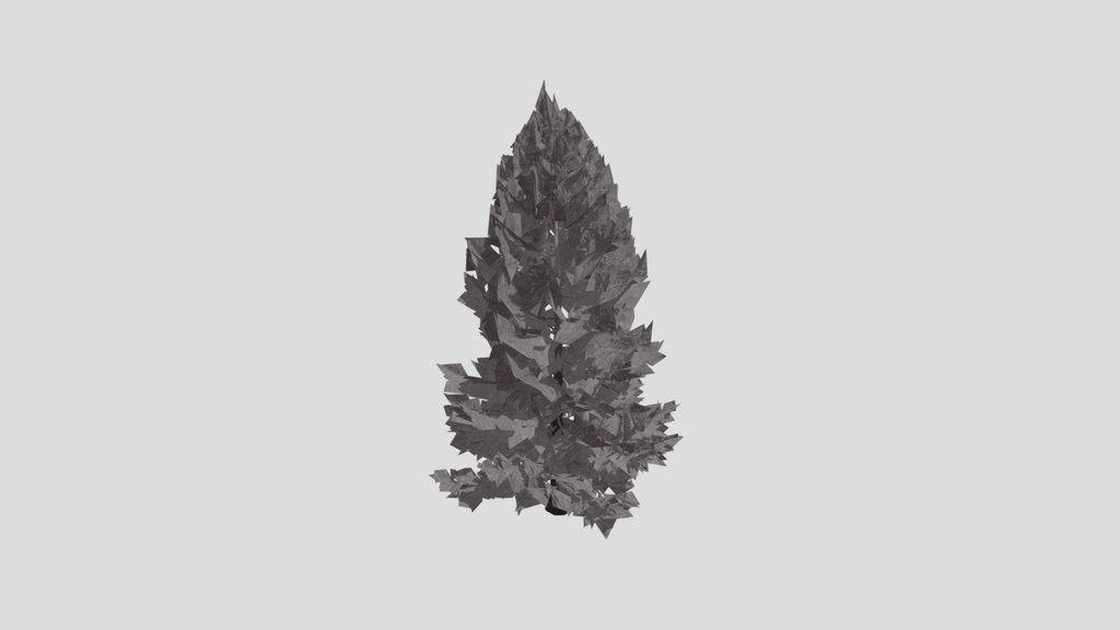 Tree Larchsiberian Bare A1