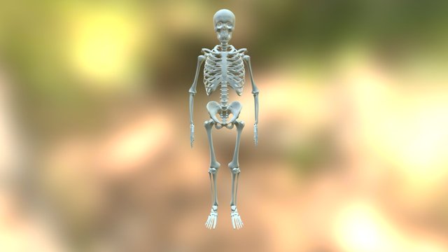 Skeleton-1 3D Model