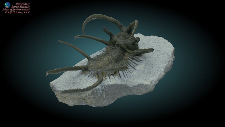 Trilobite 4 3D Model