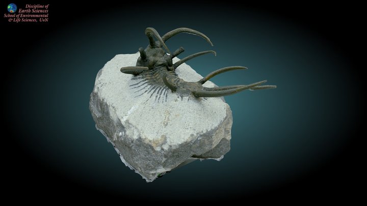 Trilobite 4 3D Model