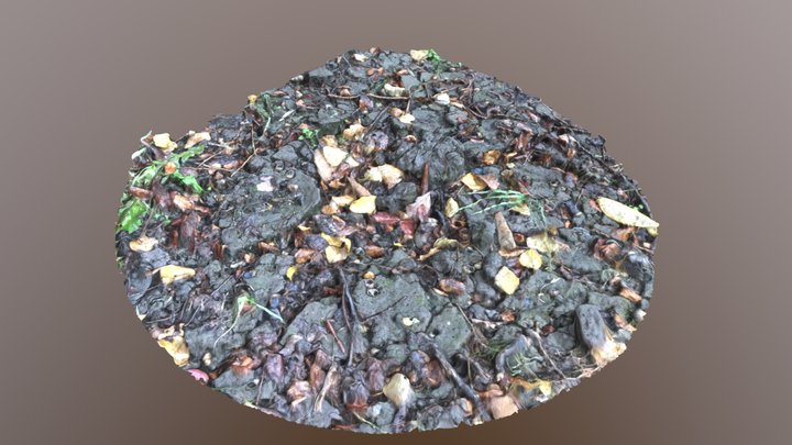 forest ground 3D Model