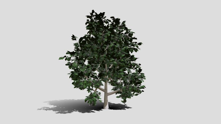Low Poly Tree 2 3D Model