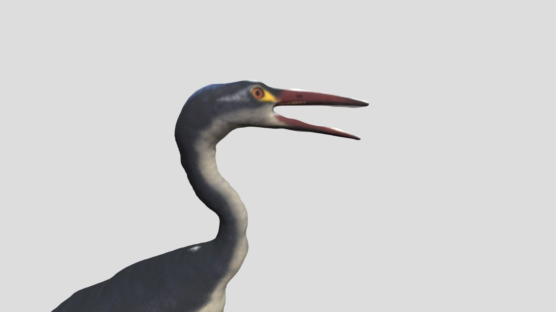 Hesperornis - Download Free 3D model by Animal Maker (@ShinGoji729 ...