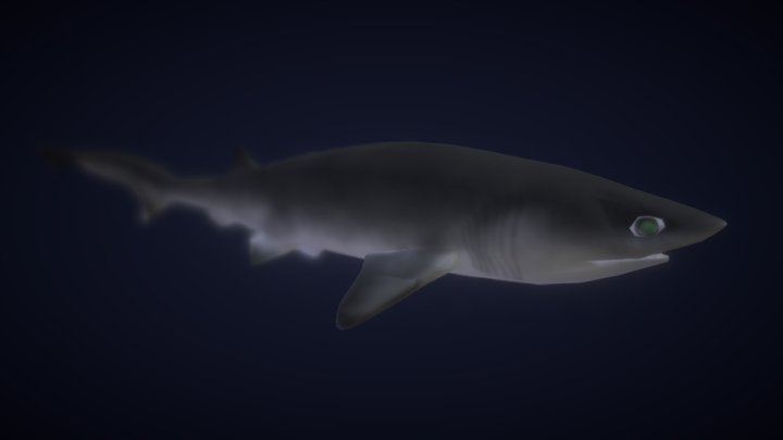 Sharpnose Sevengill Shark 3D Model