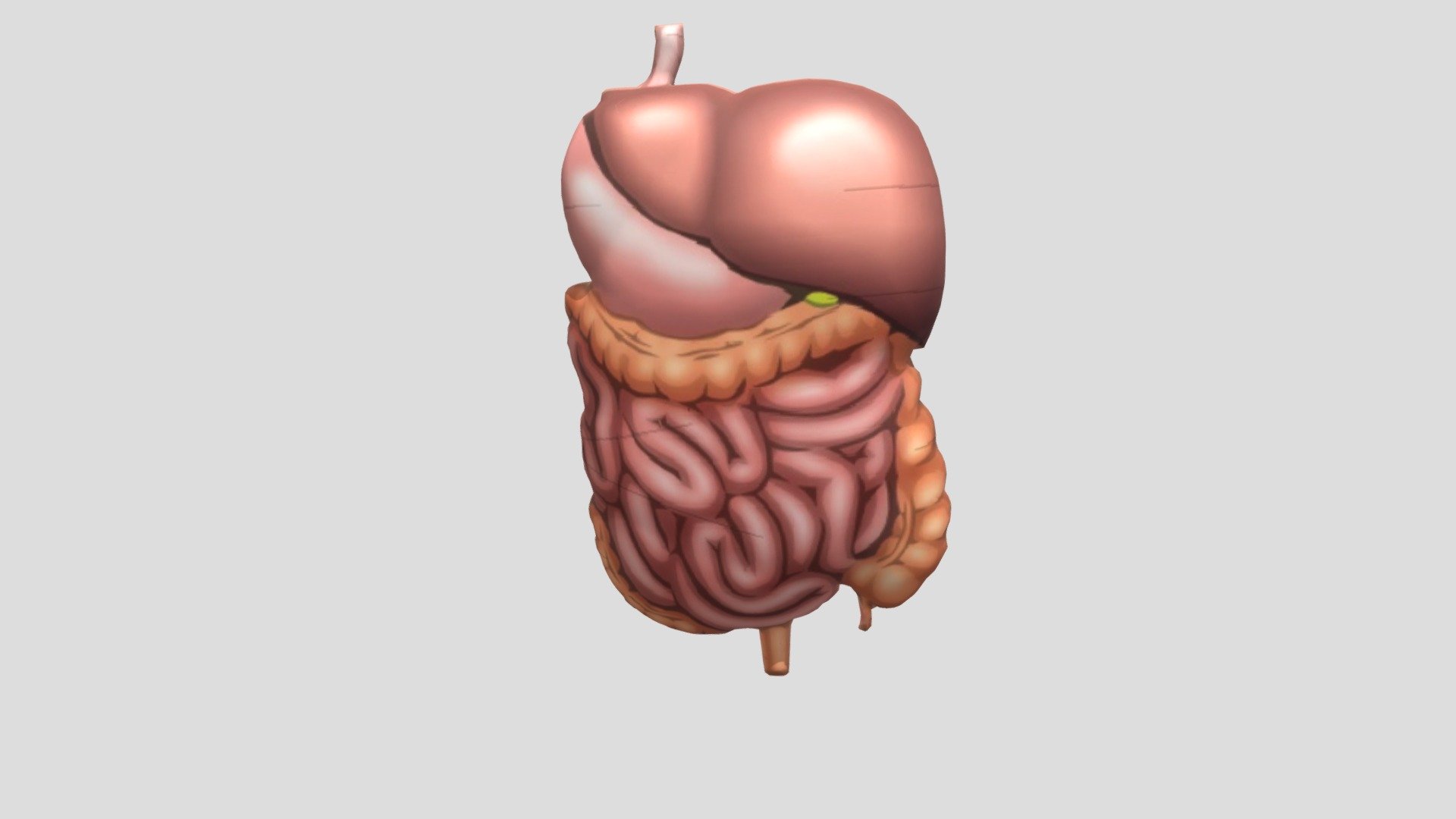 Organ Tubuh Bagian Dalam Manusia