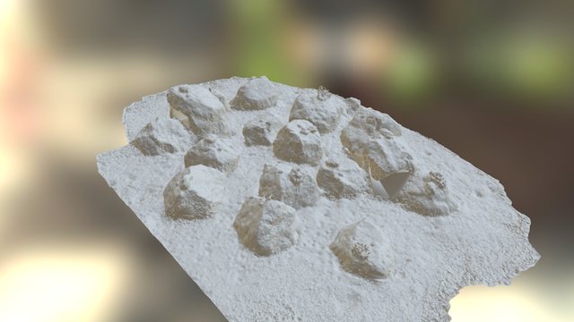 Coral Model 3D Model