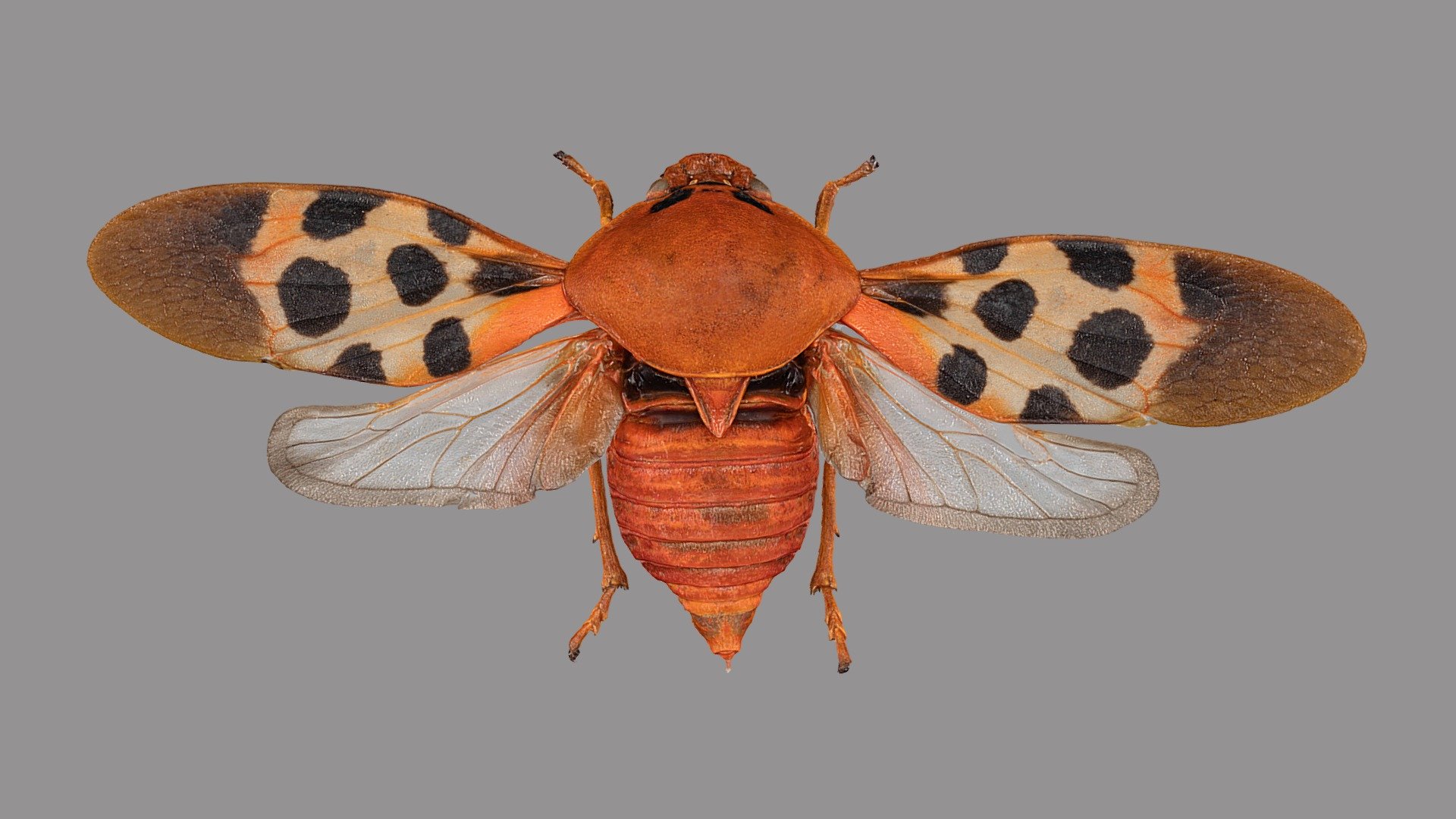 Cercopidae sp12 - 3D model by VirNat [e7fcd3f] - Sketchfab