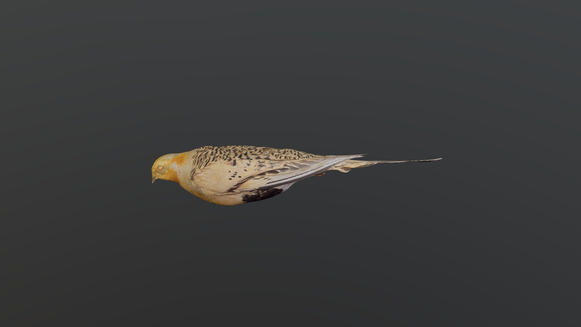 Pallas's sandgrouse - Syrrhaptes paradoxus