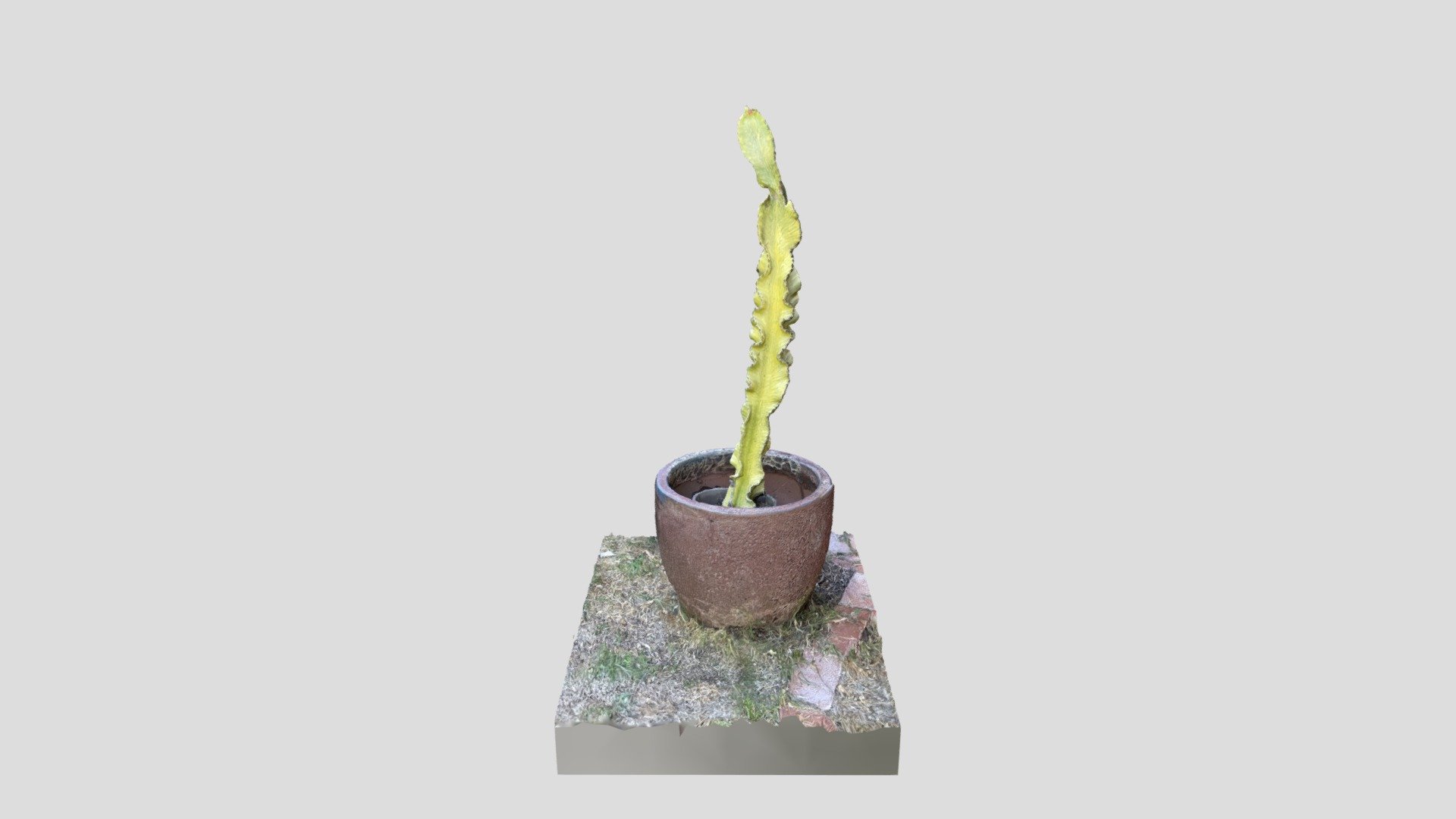 Cactus