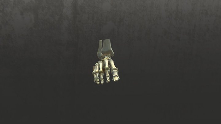 Right Foot Bones 3D Model