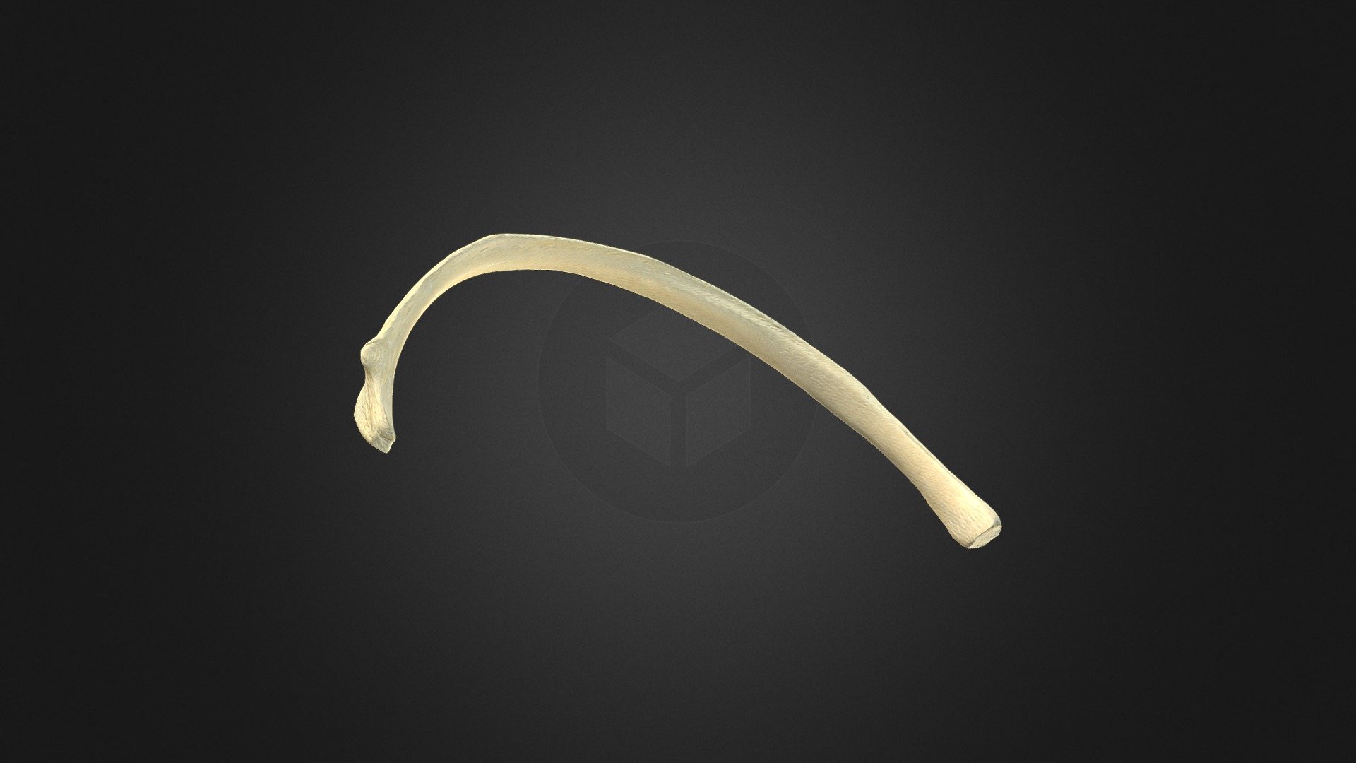 Human Rib - 3D model by UBC Medicine - Educational Media [e810755 ...