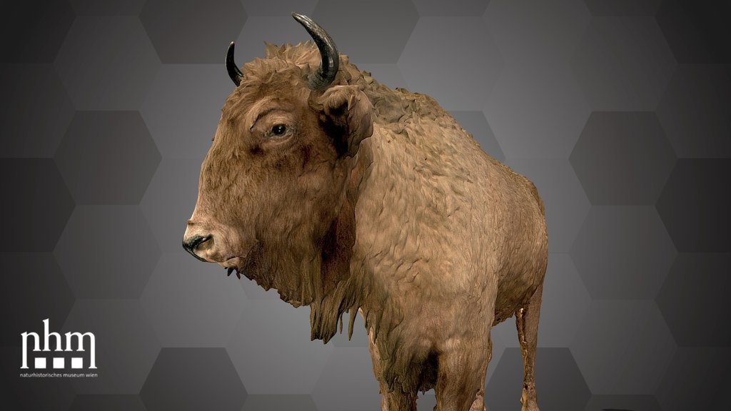 European Bison (NHMW-ZOO-MAMM-258/ST797)