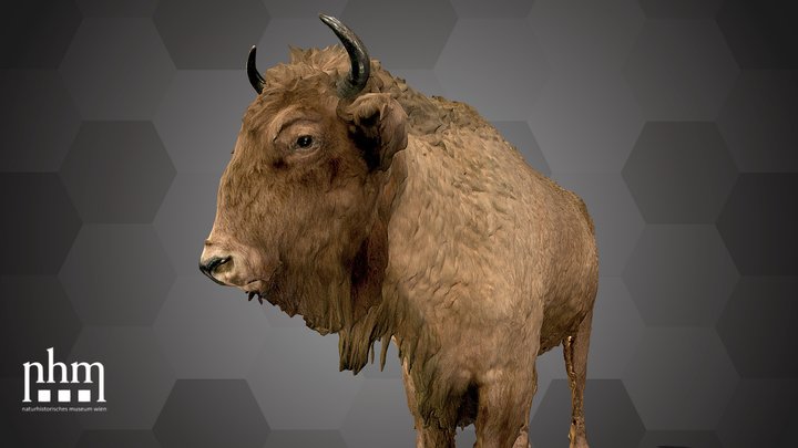 European Bison (NHMW-Zoo-MAMM 258/ST797) 3D Model