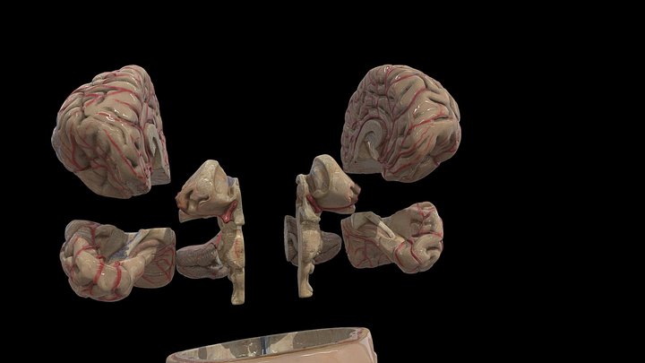 Budowa Mózgu 3D Model