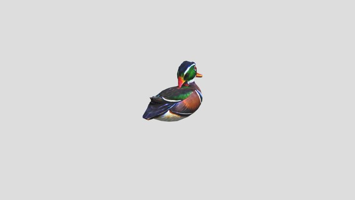 WOOD DUCK 3D Model