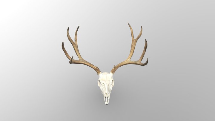 Mule Deer Euro, Utah 3D Model
