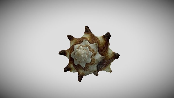 Shell 3D Model