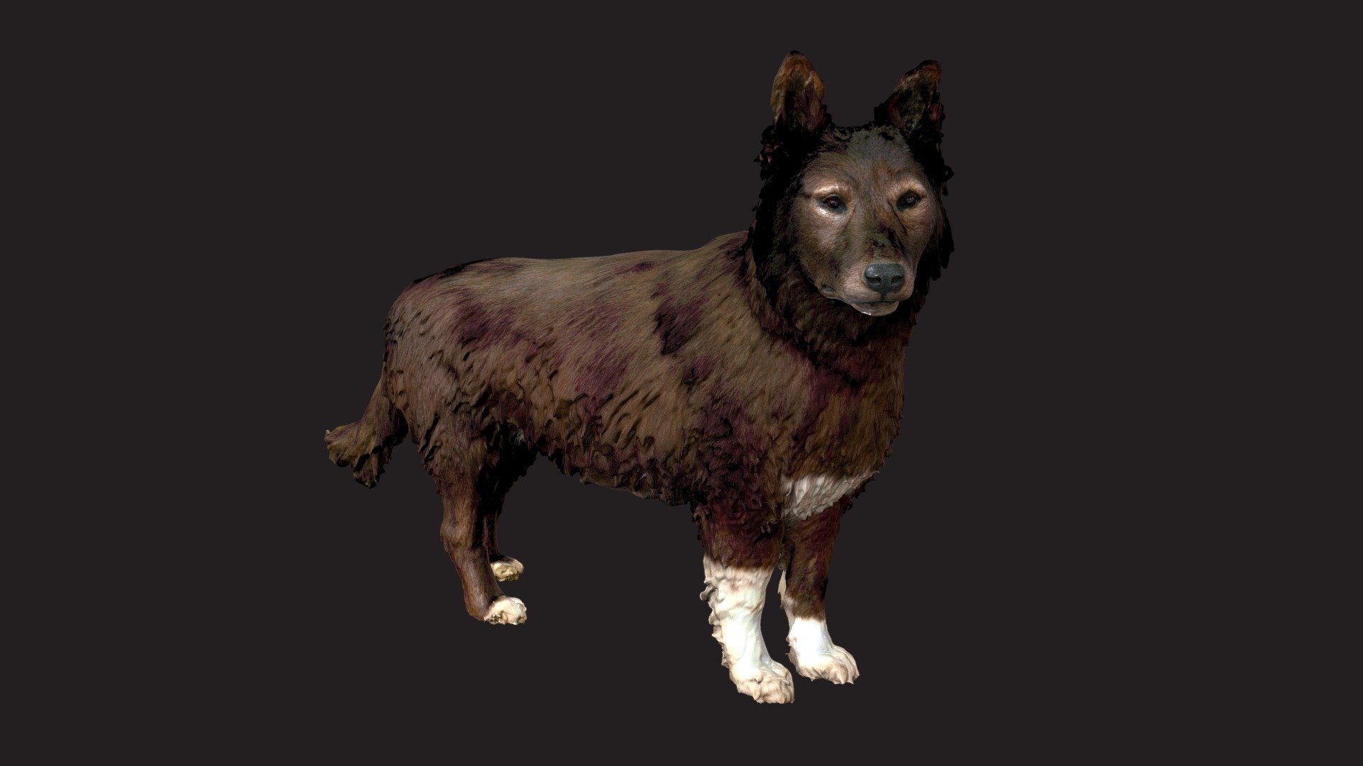 Balto - 3D model by Cleveland Museum of Natural History (@CMNH ...