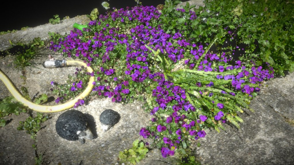 Salvia, Mentha piperita, Salbei und Pfefferminze
