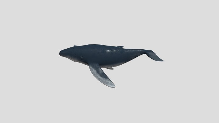 Baleia-jubarte 3D Model