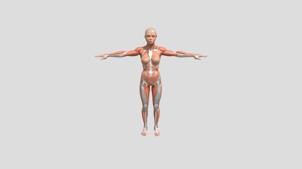 Female Human Skeleton Full Body Anatomy 3D Model