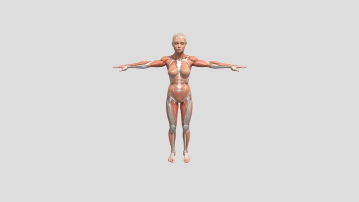 Female Human Skeleton Full Body Anatomy 3D Model