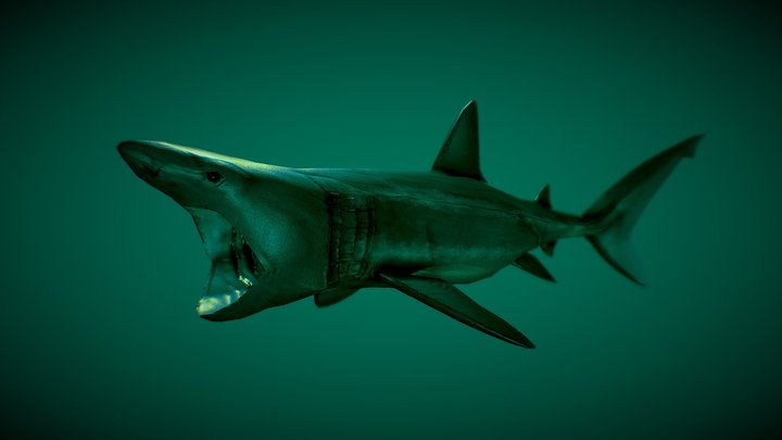 Basking Shark Stylized 3D Model
