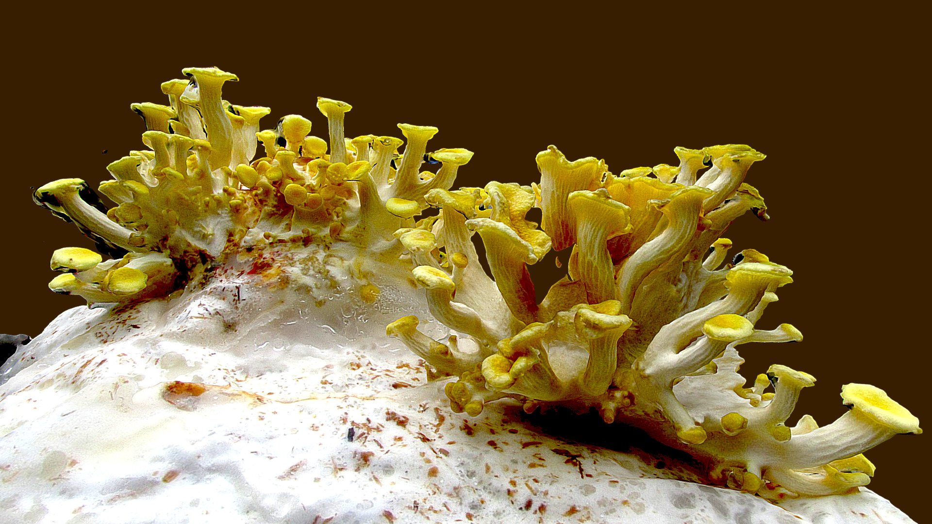 Yellow Oyster mushrooms