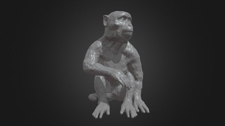 Long Tailed Macaque 3D Model