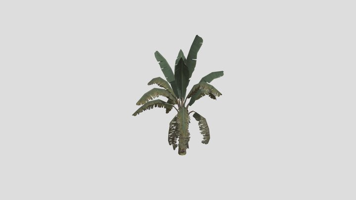 banana tree 3D Model