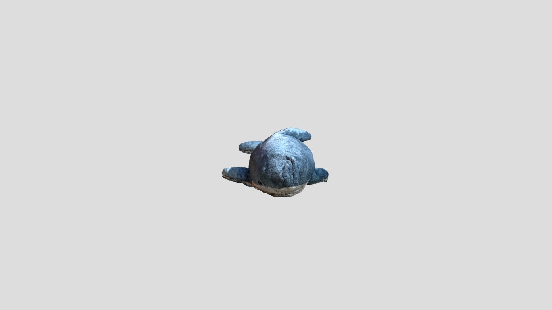 Shark Bear