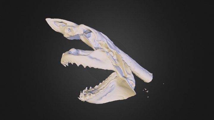 tete de requin 3D Model