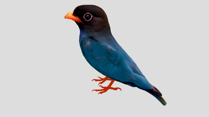TIONG LAMPU BIASA (ORIENTAL DOLLARBIRD) 3D Model