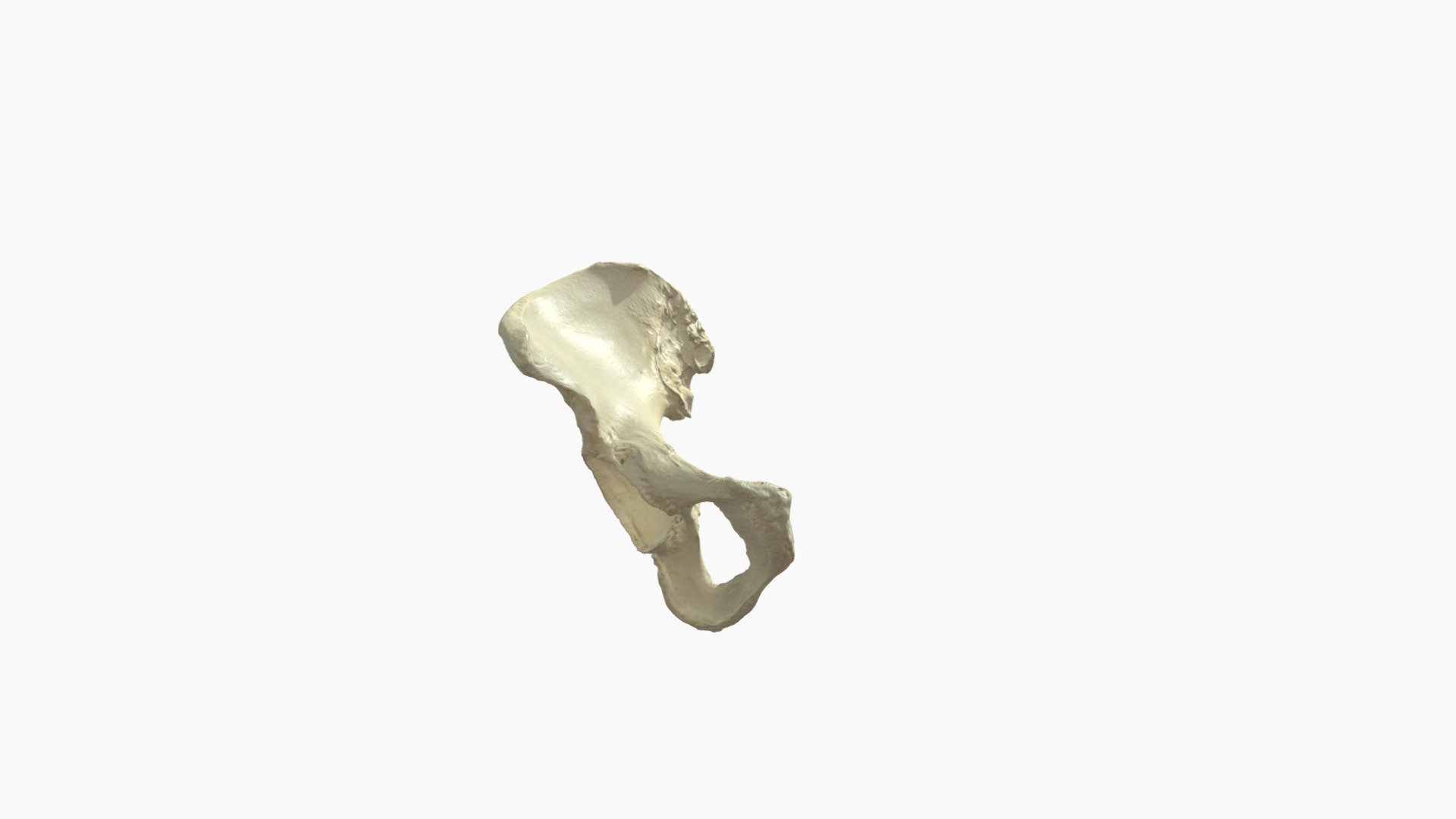 Os Coxae rechts (diep) - annotaties - 3D model by Universiteit ...
