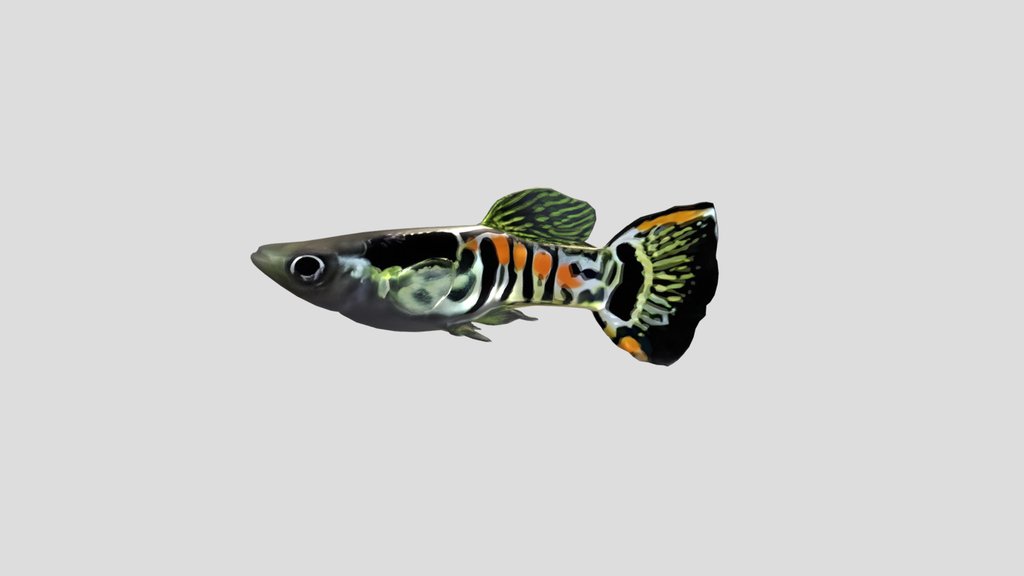 Endler Guppy Male