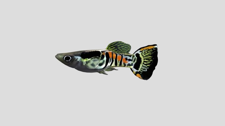 Endler Guppy Male – Modello 3D gratuito STL
