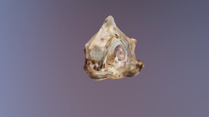 Seashell 3D Model
