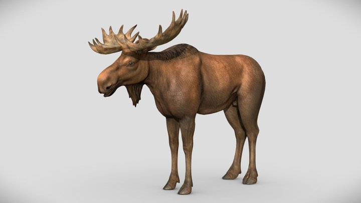 Moose 3D Model