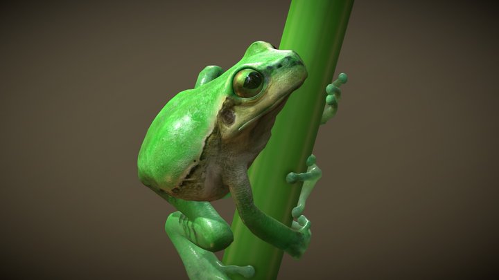 European Tree Frog 3D Model