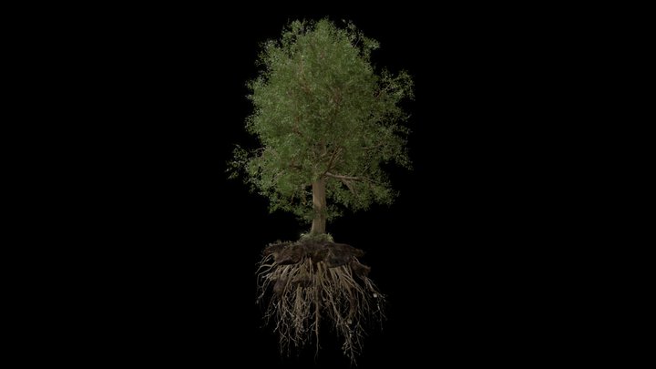 Speedtree 3D models - Sketchfab