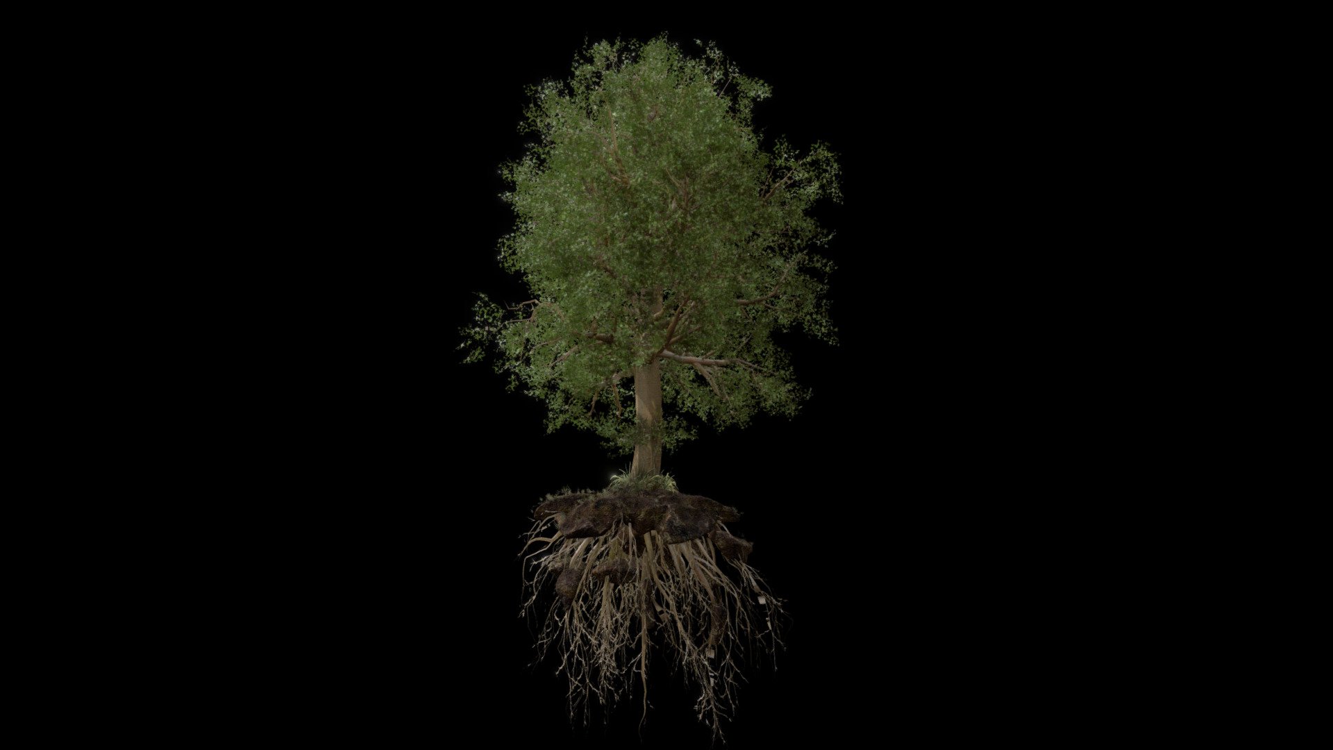 TREE - Download Free 3D model by UJJWAL CHAUHAN (@Ujjwal-Chauhan ...