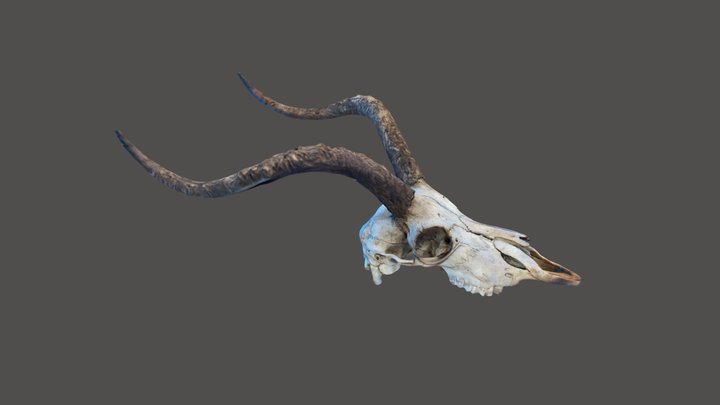 Antelope (impala) Skull - with STL File 3D Model