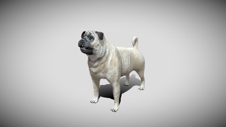 Pug 3D Model