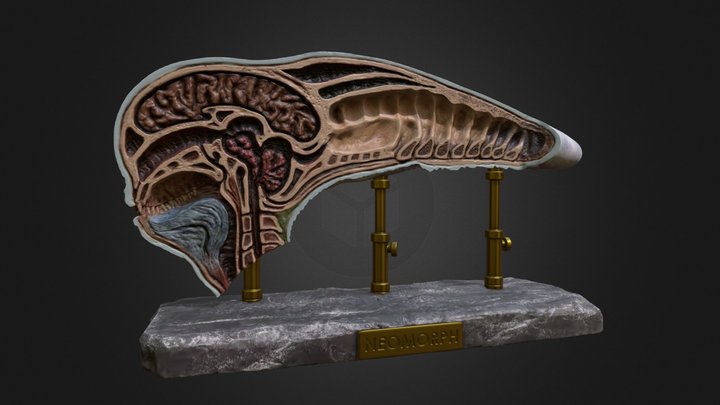 Neomorph Dissected Head - alien covenant 3D Model