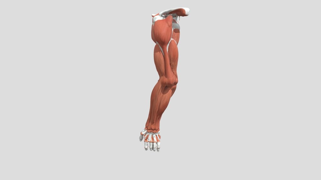Human Hand - Bones & Anatomy 3D Model