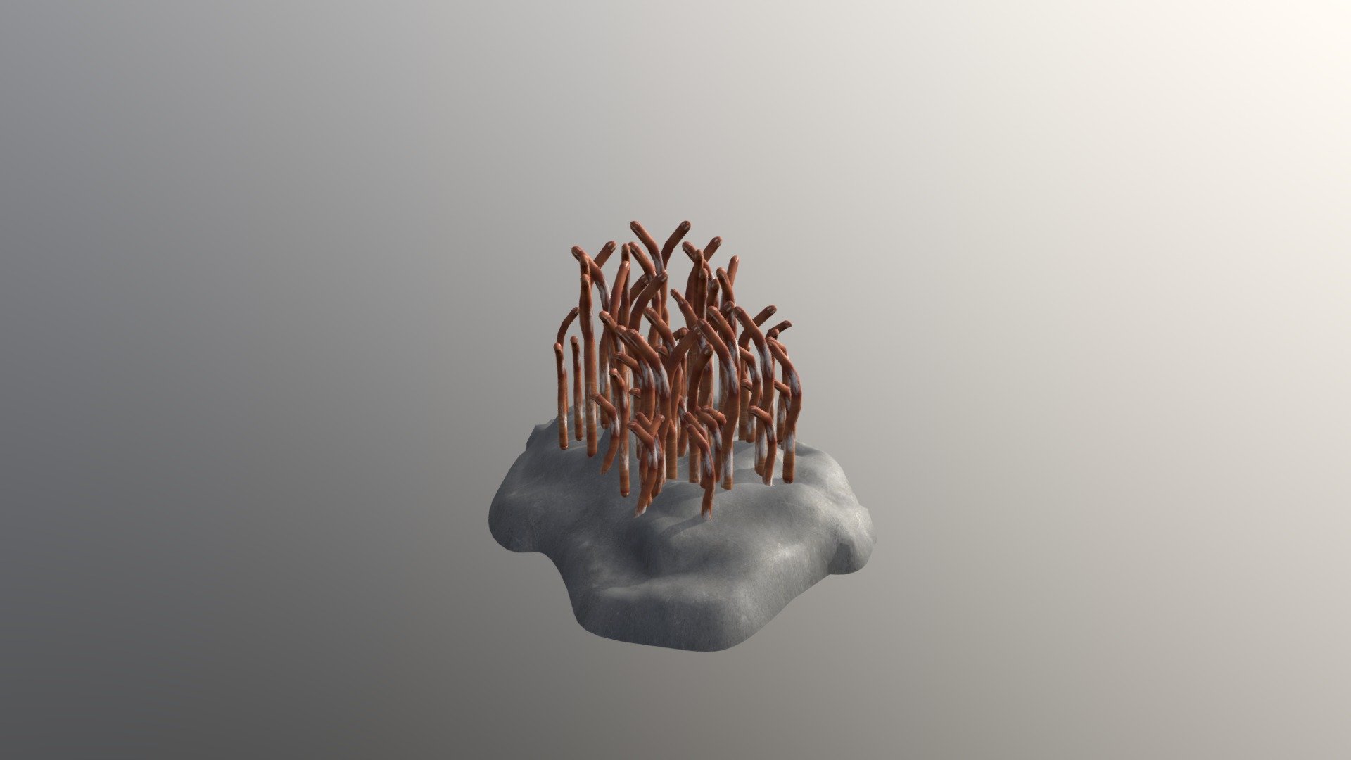 Corral Reef