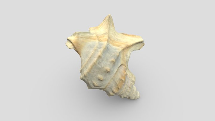 Aporrhais pespelesani 3D Model