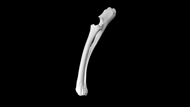 Deer Radius And Ulna – Free 3D Model STL