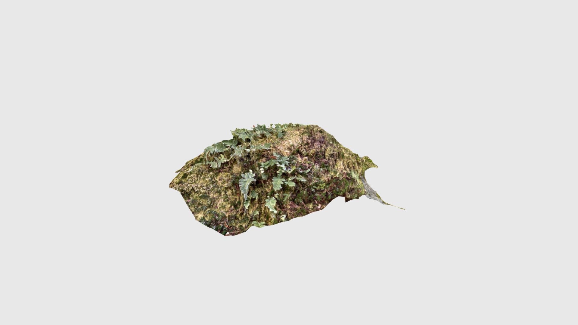 Mossy_top_w_ferns