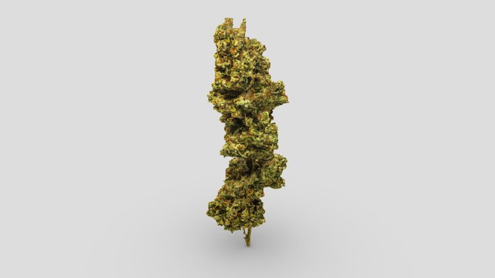 OG_Kush_model 3D Model